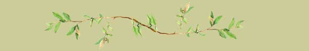 arroyo willow