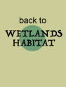 back to wetland habitats