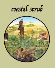 coastal scrub