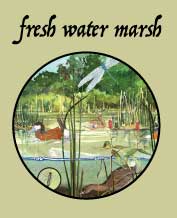 fresh water marsh habitat