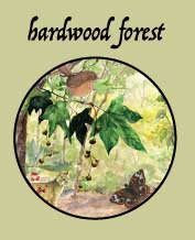 hardwood forests