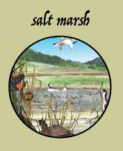 salt marsh habitat