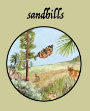 sandhill habitat