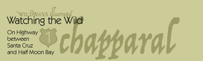 chapparal habitat