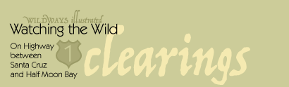 clearings