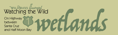 wetland habitats