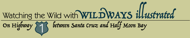 Watching the Wild with Wildways Illustrated