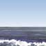 brown pelican