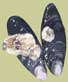 mussels