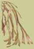 kelp