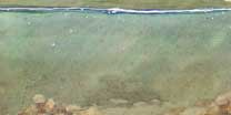 Born here, swims to sea and then, returns to lay it's eggs.